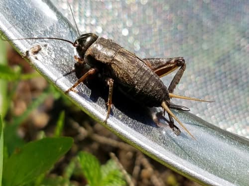 Southeastern Field Cricket reference