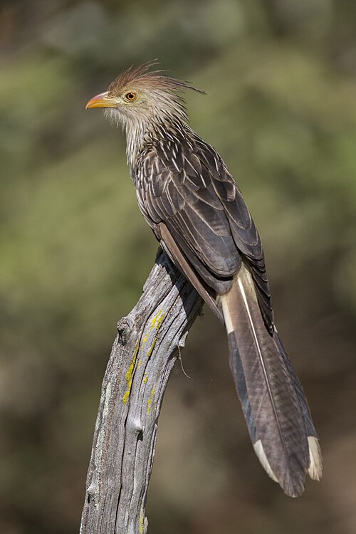 Guira Cuckoo reference