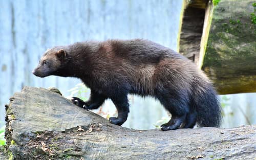 Wolverine reference