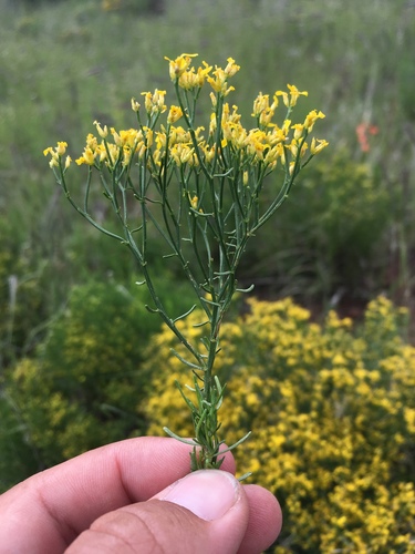 Threadleaf Snakeweed reference