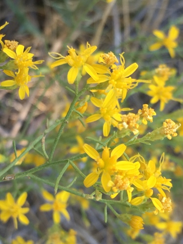 Broom Snakeweed reference
