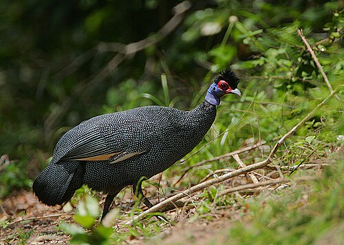 Crested Guineafowl reference