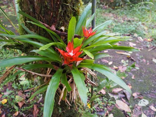 Scarlet Star reference