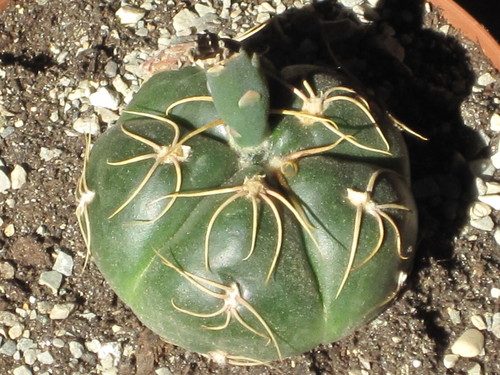 Spider Cactus reference