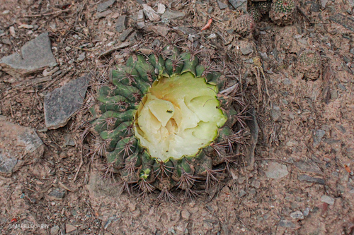 Giant Chin Cactus reference