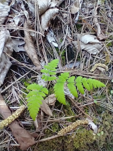 Oak Fern reference