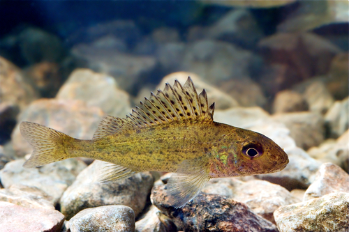Ruffe reference