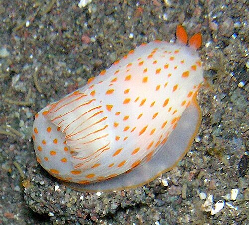 Ceylon Gymnodoris reference
