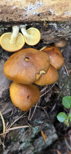 Common Rustgill reference