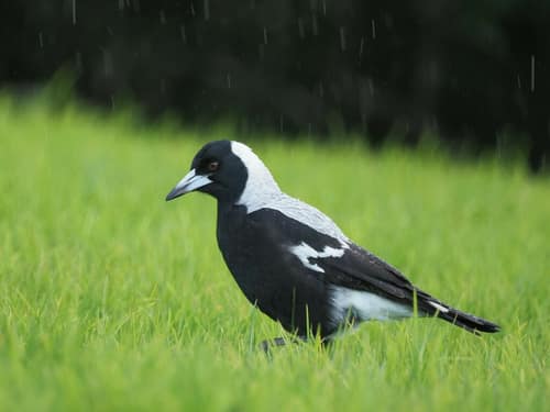 Australian Magpie reference
