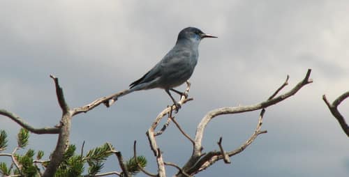 Pinyon Jay reference