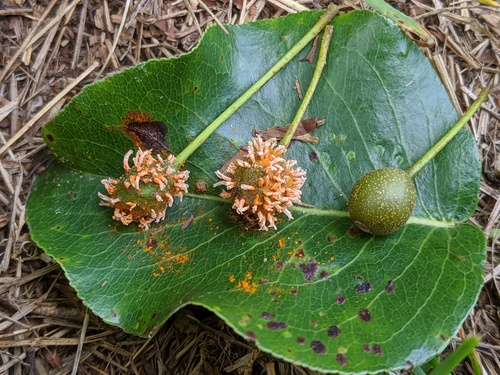 Quince Rust reference