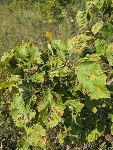 Hawthorn Rust reference