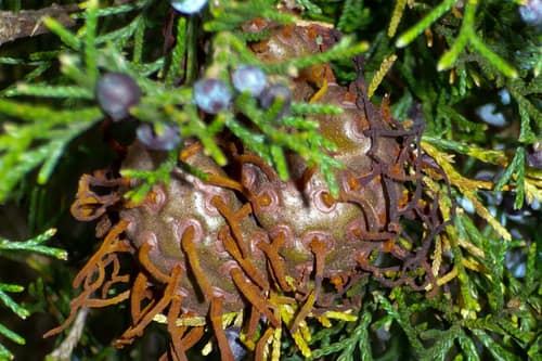 Cedar-Apple Rust reference