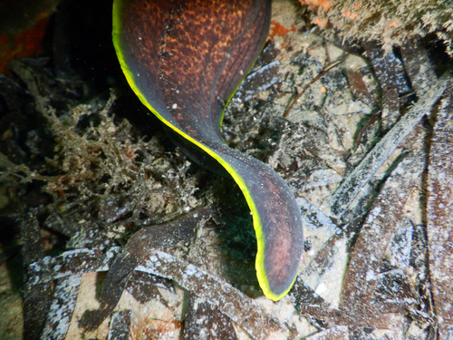 Yellow-edged Moray reference