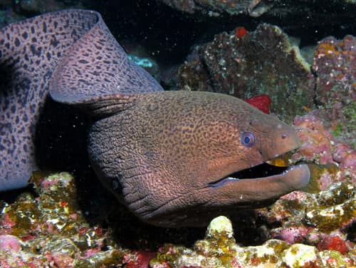 Giant Moray reference