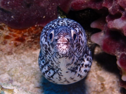 Spotted Moray reference