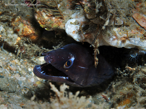 Purplemouth Moray reference