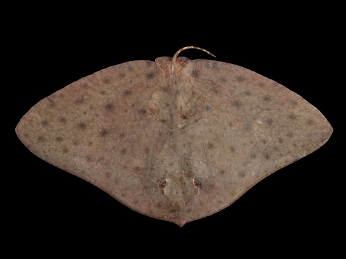 Smooth Butterfly Ray reference