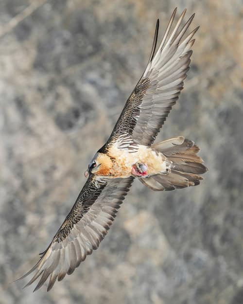 Bearded Vulture reference