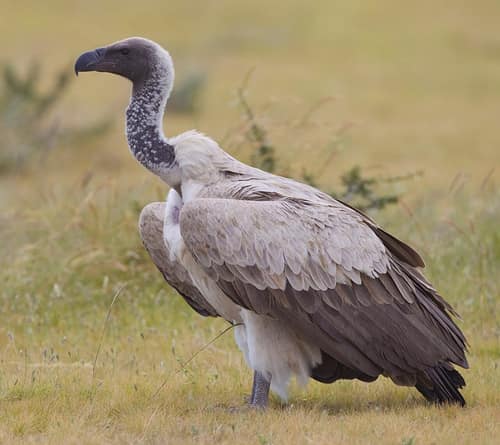 African White-backed Vulture reference