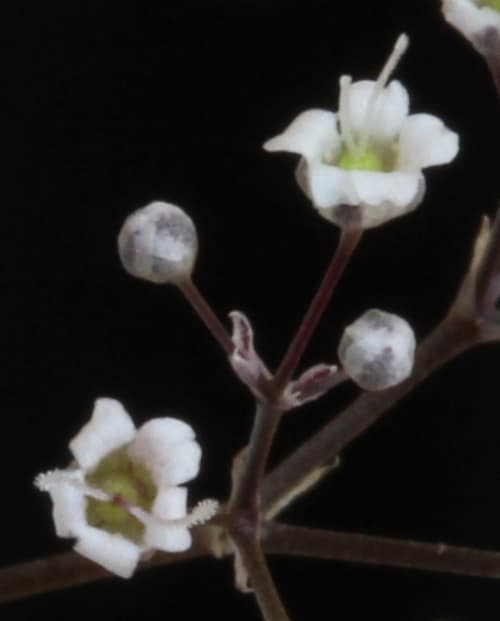 Perennial Baby's-breath reference