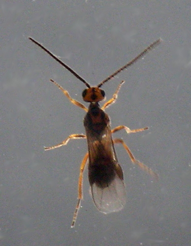 Braconid Wasp reference