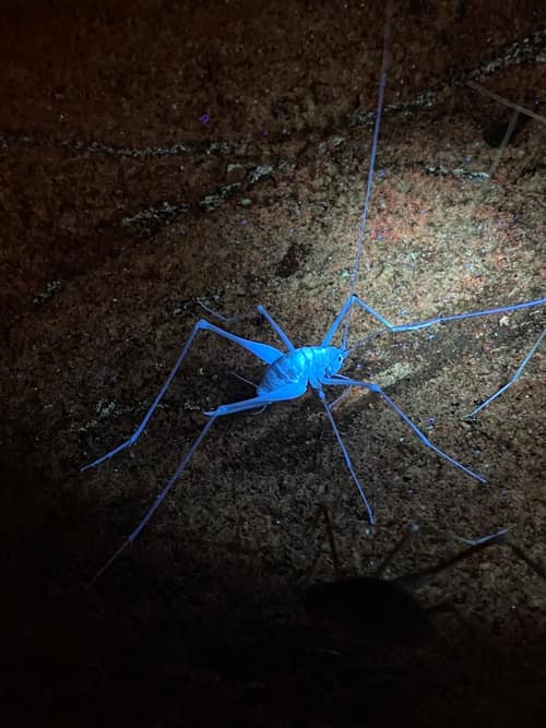 Common Cave Cricket reference