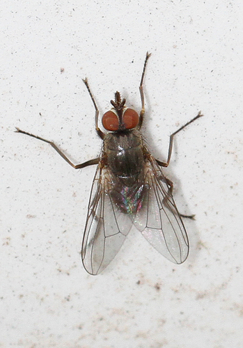 Horn Fly reference
