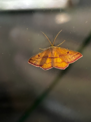 Chickweed Geometer reference