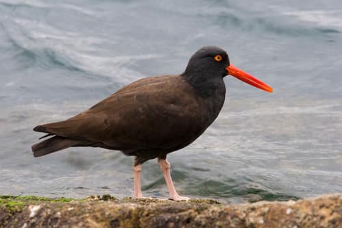 Black Oystercatcher reference