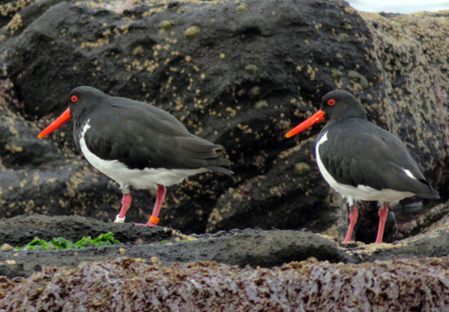 Chatham Island Oystercatcher reference