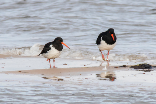 South Island Pied Oystercatcher reference