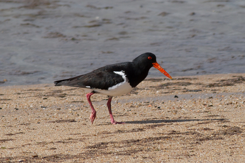 Pied Oystercatcher reference