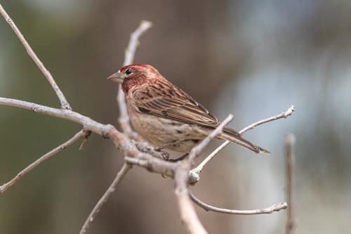 Cassin's Finch reference