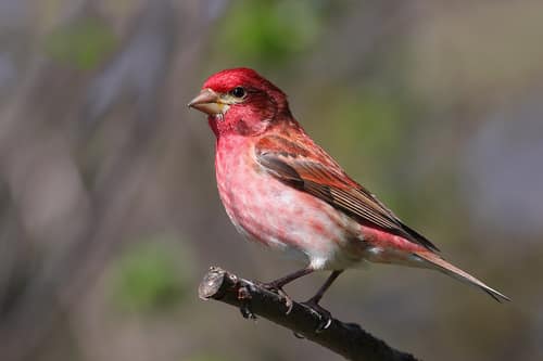 Purple Finch reference