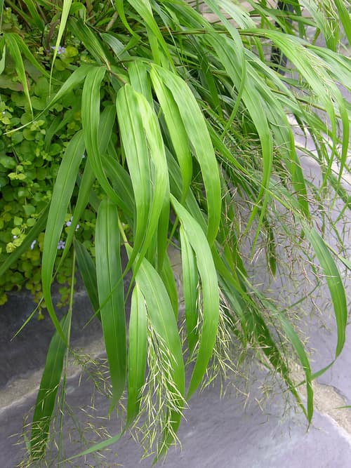 Japanese Forest Grass reference
