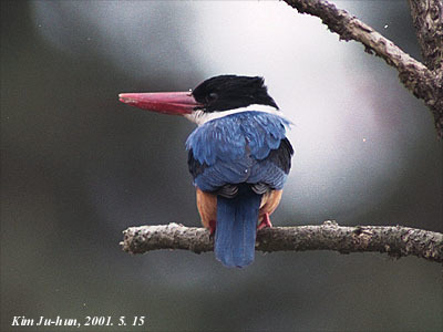 Black-capped Kingfisher reference