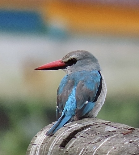 Woodland Kingfisher reference