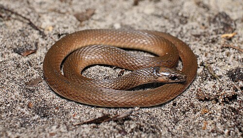 Rough Earthsnake reference