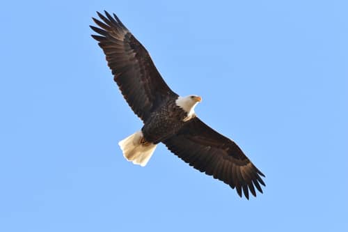 Bald Eagle reference