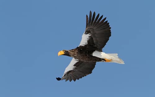 Steller's Sea Eagle reference