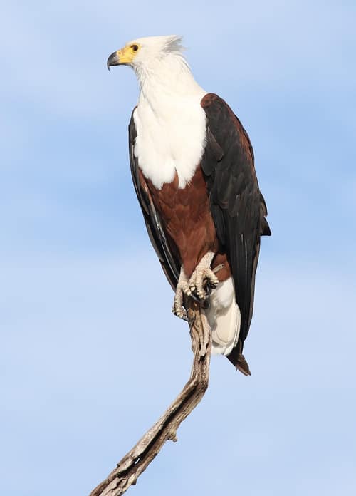 African Fish Eagle reference