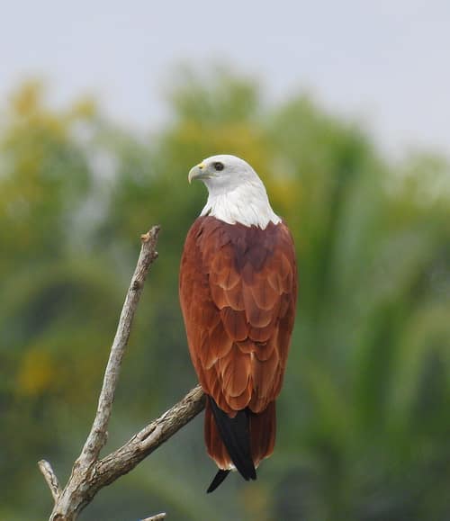 Brahminy Kite reference