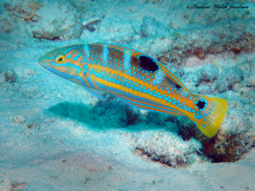Puddingwife Wrasse reference