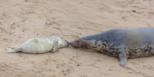 Grey Seal reference