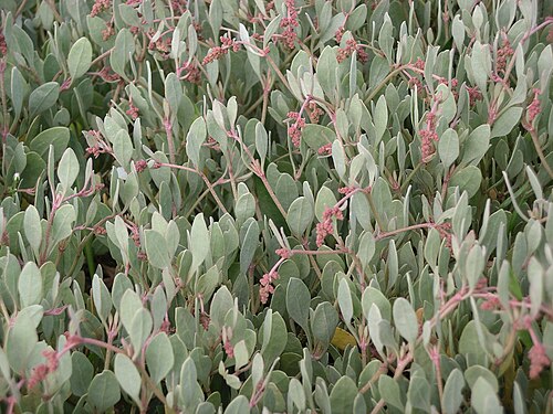 Sea Purslane reference