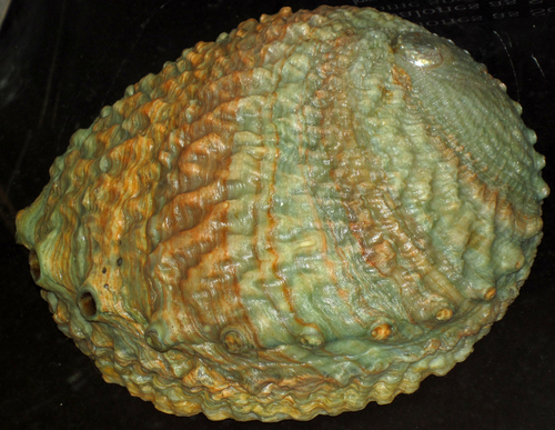 Pink Abalone reference