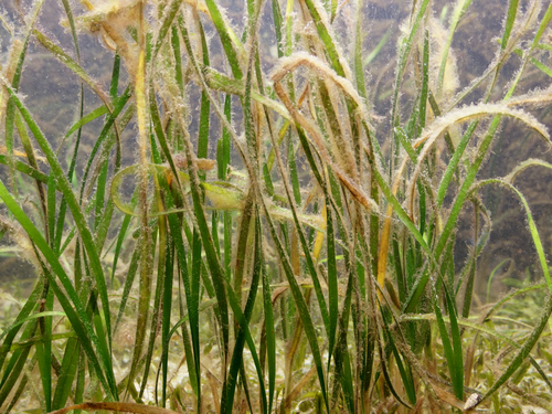Shoalgrass reference