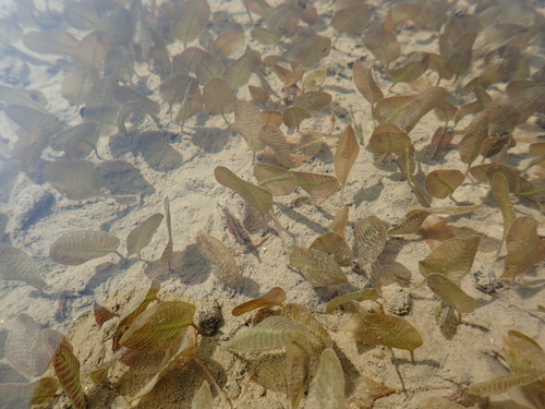 Spoon Seagrass reference